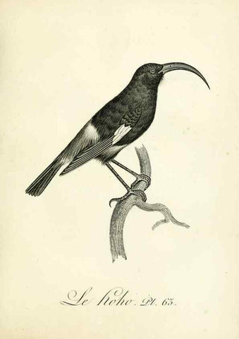 Reproducción/Reproduction 8221429520: Histoire naturelle et générale des grimpereaux et des oiseaux de paradis /. Paris :Desray ,an XI = 1802.