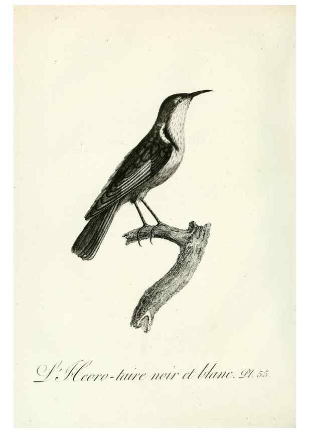 Reproducción/Reproduction 8220346457: Histoire naturelle et générale des grimpereaux et des oiseaux de paradis /. Paris :Desray ,an XI = 1802.