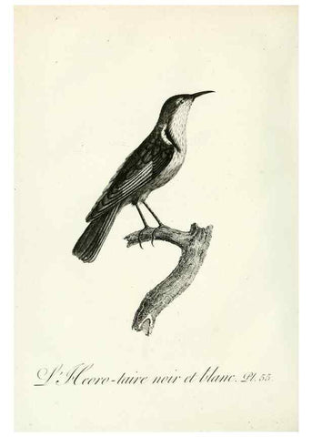 Reproducción/Reproduction 8220346457: Histoire naturelle et générale des grimpereaux et des oiseaux de paradis /. Paris :Desray ,an XI = 1802.