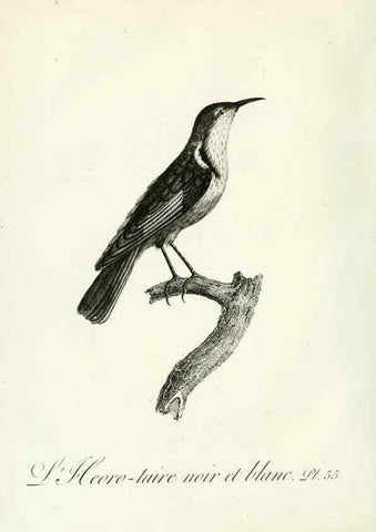 Reproducción/Reproduction 8220346457: Histoire naturelle et générale des grimpereaux et des oiseaux de paradis /. Paris :Desray ,an XI = 1802.