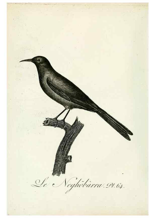 Reproducción/Reproduction 8220350229: Histoire naturelle et générale des grimpereaux et des oiseaux de paradis /. Paris :Desray ,an XI = 1802.