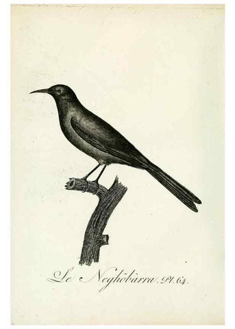 Reproducción/Reproduction 8220350229: Histoire naturelle et générale des grimpereaux et des oiseaux de paradis /. Paris :Desray ,an XI = 1802.