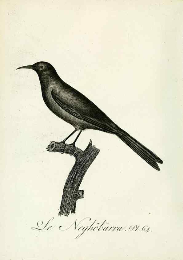 Reproducción/Reproduction 8220350229: Histoire naturelle et générale des grimpereaux et des oiseaux de paradis /. Paris :Desray ,an XI = 1802.
