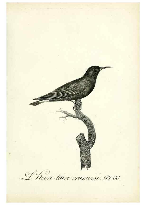 Reproducción/Reproduction 8220351001: Histoire naturelle et générale des grimpereaux et des oiseaux de paradis /. Paris :Desray ,an XI = 1802.