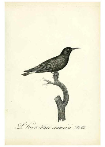 Reproducción/Reproduction 8220351001: Histoire naturelle et générale des grimpereaux et des oiseaux de paradis /. Paris :Desray ,an XI = 1802.