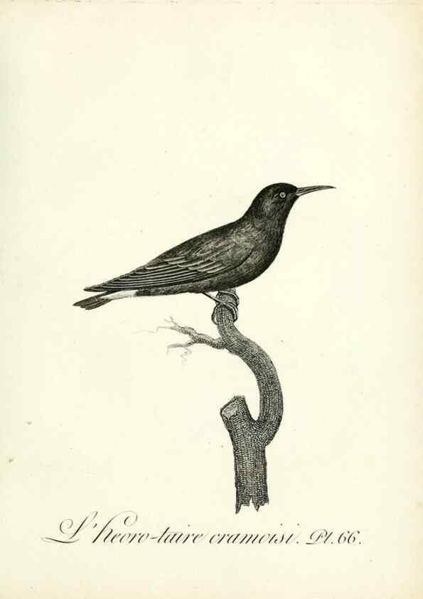Reproducción/Reproduction 8220351001: Histoire naturelle et générale des grimpereaux et des oiseaux de paradis /. Paris :Desray ,an XI = 1802.