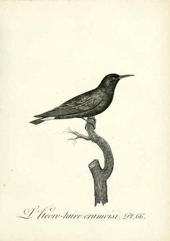 Reproducción/Reproduction 8220351001: Histoire naturelle et générale des grimpereaux et des oiseaux de paradis /. Paris :Desray ,an XI = 1802.