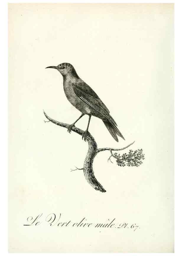 Reproducción/Reproduction 8221431322: Histoire naturelle et générale des grimpereaux et des oiseaux de paradis /. Paris :Desray ,an XI = 1802.