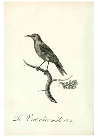 Reproducción/Reproduction 8221431322: Histoire naturelle et générale des grimpereaux et des oiseaux de paradis /. Paris :Desray ,an XI = 1802.