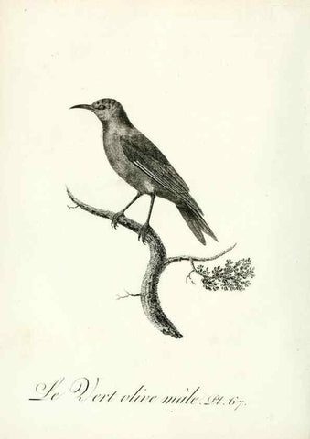 Reproducción/Reproduction 8221431322: Histoire naturelle et générale des grimpereaux et des oiseaux de paradis /. Paris :Desray ,an XI = 1802.