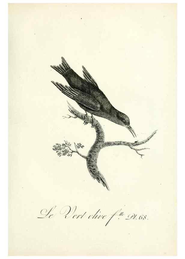 Reproducción/Reproduction 8220352021: Histoire naturelle et générale des grimpereaux et des oiseaux de paradis /. Paris :Desray ,an XI = 1802.