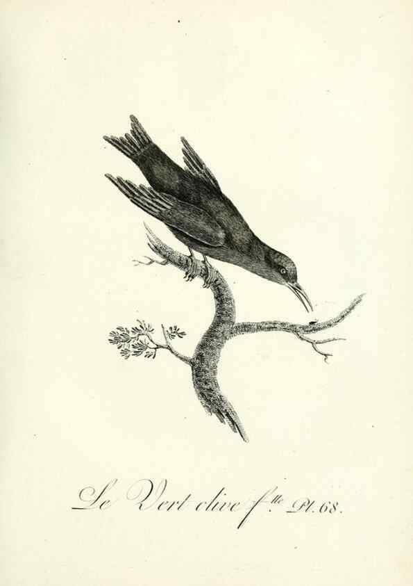 Reproducción/Reproduction 8220352021: Histoire naturelle et générale des grimpereaux et des oiseaux de paradis /. Paris :Desray ,an XI = 1802.