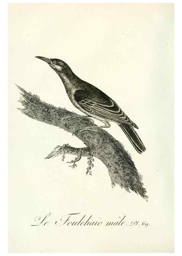 Reproducción/Reproduction 8220352423: Histoire naturelle et générale des grimpereaux et des oiseaux de paradis /. Paris :Desray ,an XI = 1802.