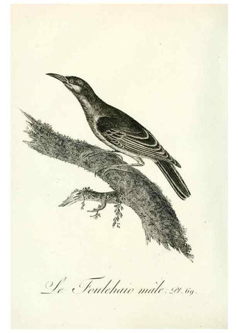Reproducción/Reproduction 8220352423: Histoire naturelle et générale des grimpereaux et des oiseaux de paradis /. Paris :Desray ,an XI = 1802.