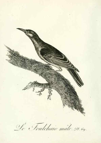 Reproducción/Reproduction 8220352423: Histoire naturelle et générale des grimpereaux et des oiseaux de paradis /. Paris :Desray ,an XI = 1802.