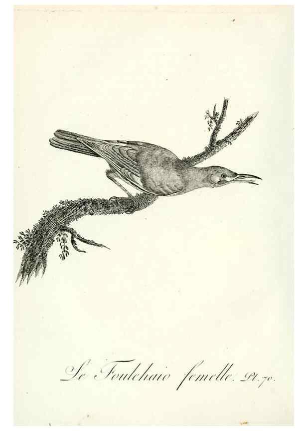 Reproducción/Reproduction 8220352879: Histoire naturelle et générale des grimpereaux et des oiseaux de paradis /. Paris :Desray ,an XI = 1802.