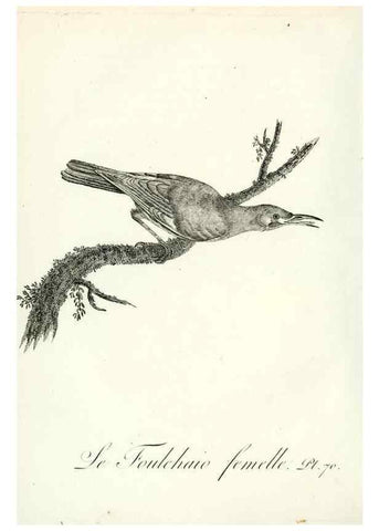 Reproducción/Reproduction 8220352879: Histoire naturelle et générale des grimpereaux et des oiseaux de paradis /. Paris :Desray ,an XI = 1802.