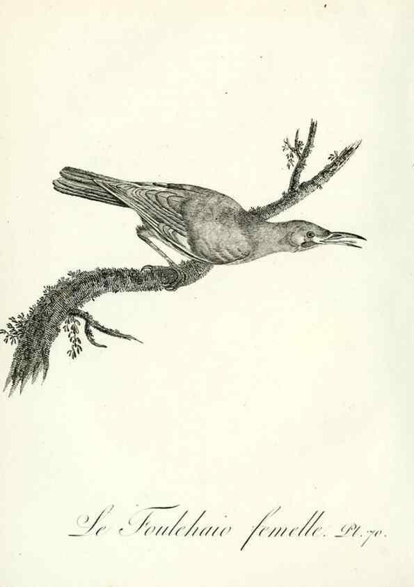 Reproducción/Reproduction 8220352879: Histoire naturelle et générale des grimpereaux et des oiseaux de paradis /. Paris :Desray ,an XI = 1802.