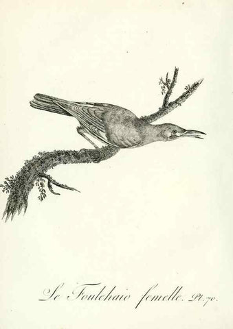 Reproducción/Reproduction 8220352879: Histoire naturelle et générale des grimpereaux et des oiseaux de paradis /. Paris :Desray ,an XI = 1802.