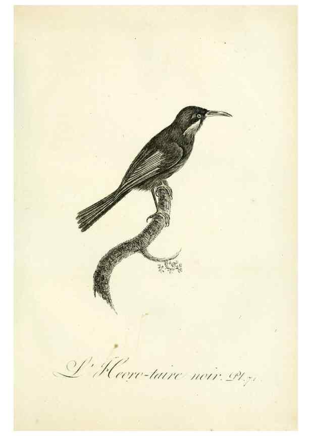 Reproducción/Reproduction 8220353251: Histoire naturelle et générale des grimpereaux et des oiseaux de paradis /. Paris :Desray ,an XI = 1802.