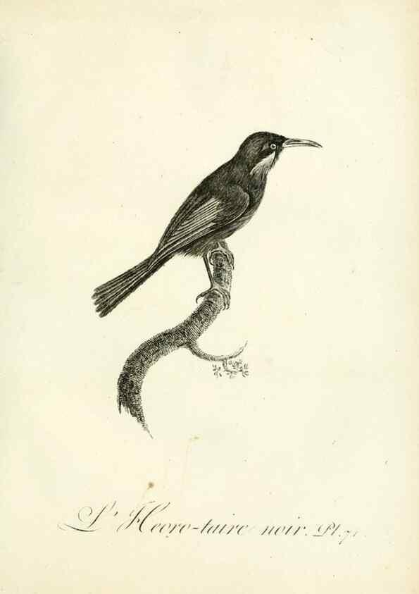 Reproducción/Reproduction 8220353251: Histoire naturelle et générale des grimpereaux et des oiseaux de paradis /. Paris :Desray ,an XI = 1802.
