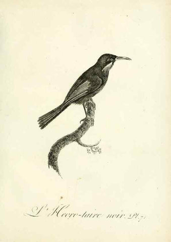 Reproducción/Reproduction 8220353251: Histoire naturelle et générale des grimpereaux et des oiseaux de paradis /. Paris :Desray ,an XI = 1802.