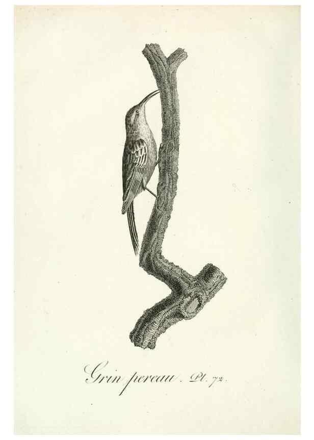Reproducción/Reproduction 8220353757: Histoire naturelle et générale des grimpereaux et des oiseaux de paradis /. Paris :Desray ,an XI = 1802.