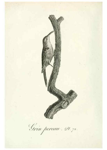 Reproducción/Reproduction 8220353757: Histoire naturelle et générale des grimpereaux et des oiseaux de paradis /. Paris :Desray ,an XI = 1802.