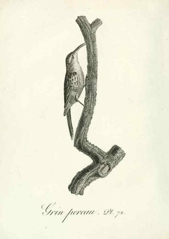 Reproducción/Reproduction 8220353757: Histoire naturelle et générale des grimpereaux et des oiseaux de paradis /. Paris :Desray ,an XI = 1802.