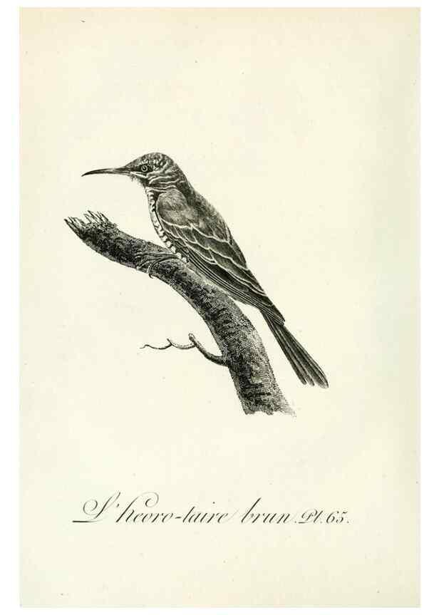 Reproducción/Reproduction 8221430286: Histoire naturelle et générale des grimpereaux et des oiseaux de paradis /. Paris :Desray ,an XI = 1802.
