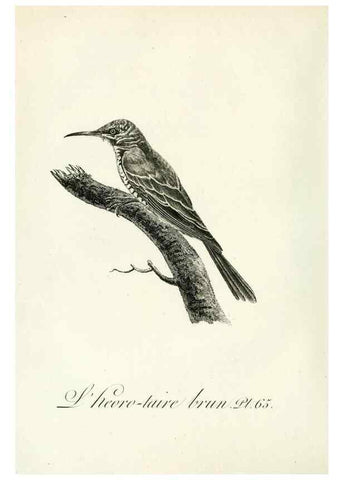 Reproducción/Reproduction 8221430286: Histoire naturelle et générale des grimpereaux et des oiseaux de paradis /. Paris :Desray ,an XI = 1802.