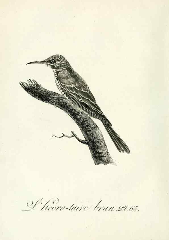 Reproducción/Reproduction 8221430286: Histoire naturelle et générale des grimpereaux et des oiseaux de paradis /. Paris :Desray ,an XI = 1802.