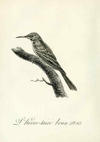 Reproducción/Reproduction 8221430286: Histoire naturelle et générale des grimpereaux et des oiseaux de paradis /. Paris :Desray ,an XI = 1802.