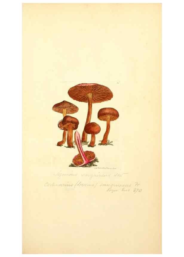 Reproducción/Reproduction 8229350651: Coloured figures of English fungi or mushrooms.. London,Printed by J. Davis,1797-[1809]
