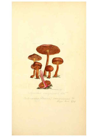 Reproducción/Reproduction 8229350651: Coloured figures of English fungi or mushrooms.. London,Printed by J. Davis,1797-[1809]