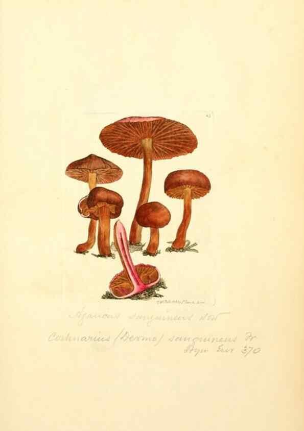 Reproducción/Reproduction 8229350651: Coloured figures of English fungi or mushrooms.. London,Printed by J. Davis,1797-[1809]