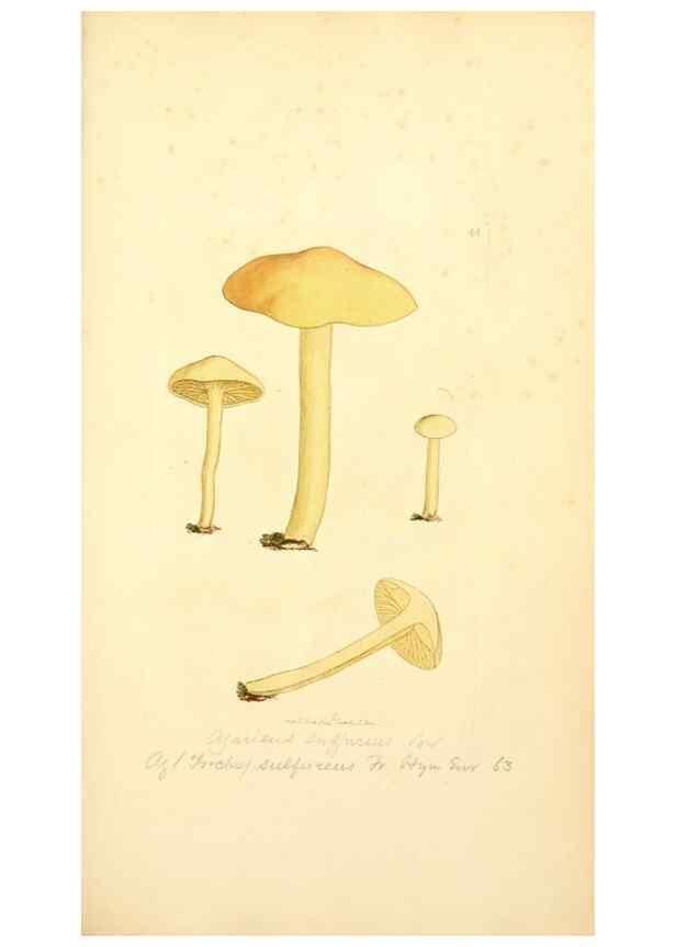 Reproducción/Reproduction 8229351291: Coloured figures of English fungi or mushrooms.. London,Printed by J. Davis,1797-[1809]
