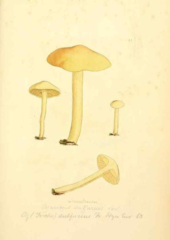 Reproducción/Reproduction 8229351291: Coloured figures of English fungi or mushrooms.. London,Printed by J. Davis,1797-[1809]