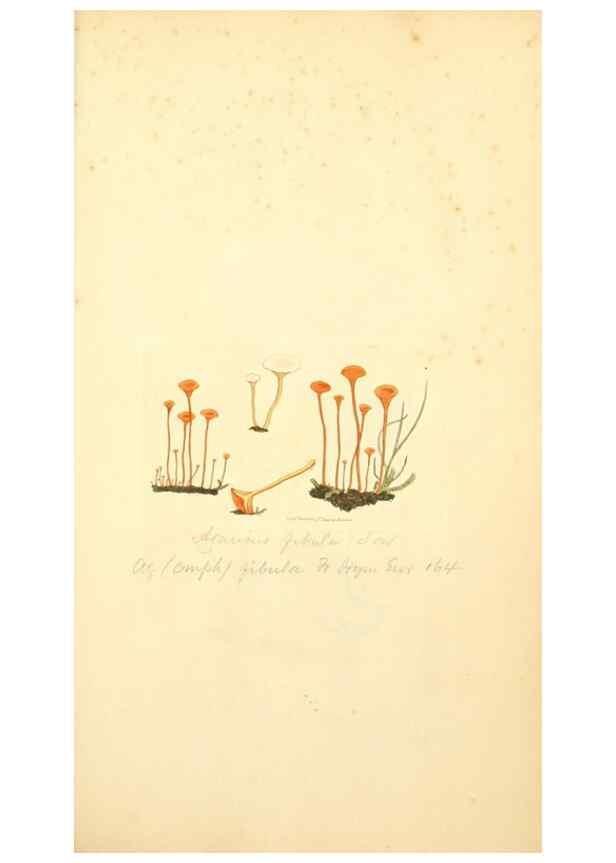 Reproducción/Reproduction 8229351755: Coloured figures of English fungi or mushrooms.. London,Printed by J. Davis,1797-[1809]