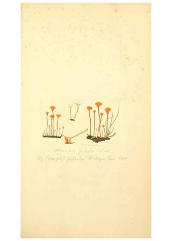 Reproducción/Reproduction 8229351755: Coloured figures of English fungi or mushrooms.. London,Printed by J. Davis,1797-[1809]