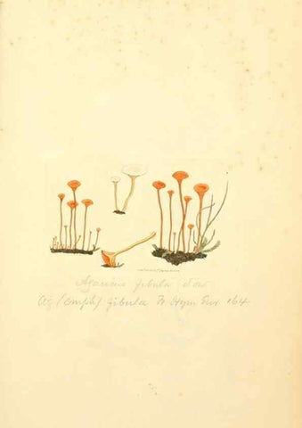 Reproducción/Reproduction 8229351755: Coloured figures of English fungi or mushrooms.. London,Printed by J. Davis,1797-[1809]