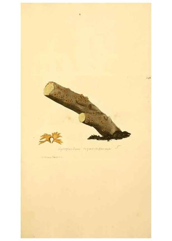 Reproducción/Reproduction 8230466402: Coloured figures of English fungi or mushrooms.. London,Printed by J. Davis,1797-[1809]