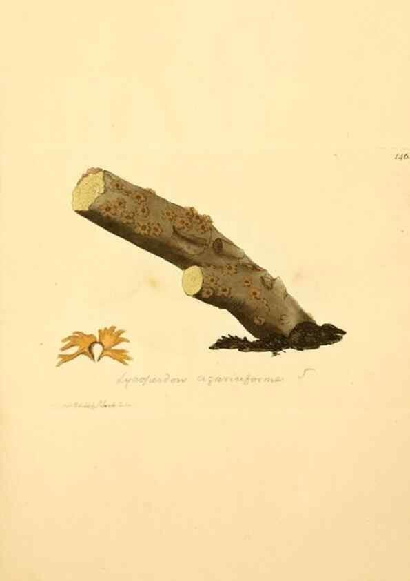 Reproducción/Reproduction 8230466402: Coloured figures of English fungi or mushrooms.. London,Printed by J. Davis,1797-[1809]