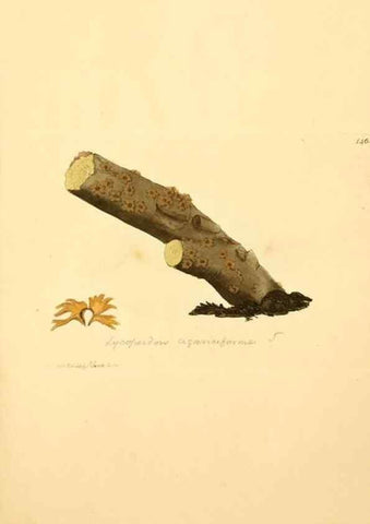 Reproducción/Reproduction 8230466402: Coloured figures of English fungi or mushrooms.. London,Printed by J. Davis,1797-[1809]
