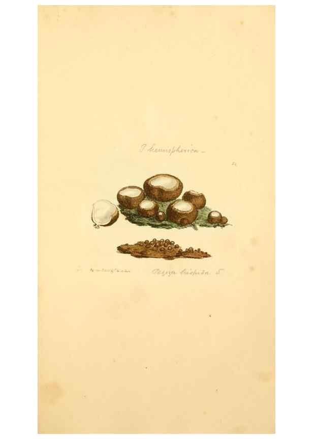 Reproducción/Reproduction 8230466932: Coloured figures of English fungi or mushrooms.. London,Printed by J. Davis,1797-[1809]