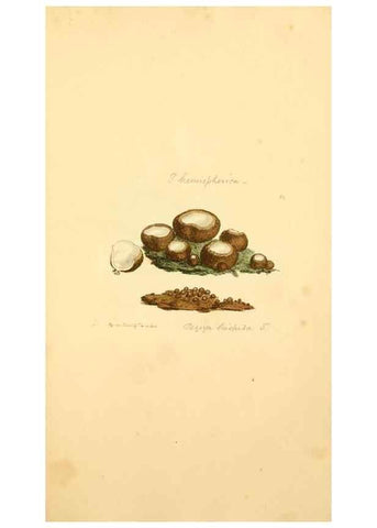 Reproducción/Reproduction 8230466932: Coloured figures of English fungi or mushrooms.. London,Printed by J. Davis,1797-[1809]