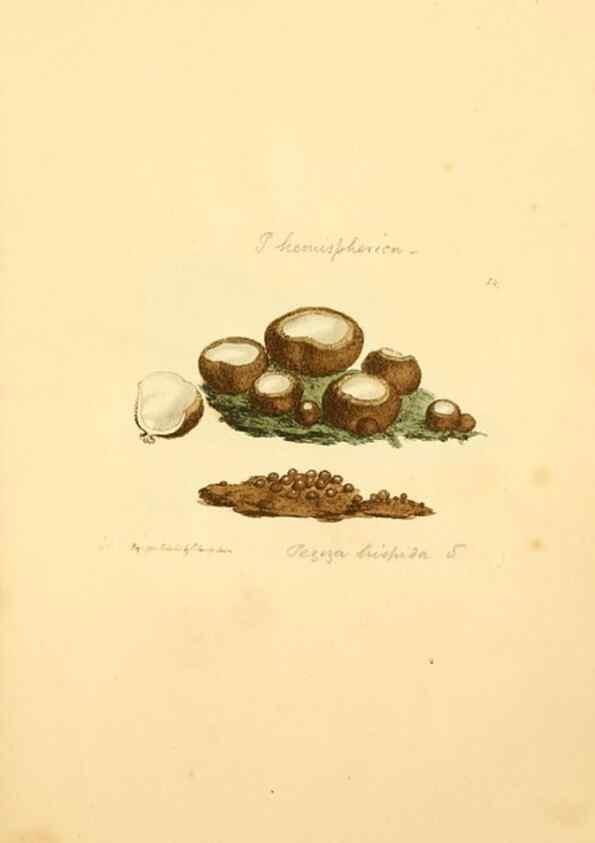 Reproducción/Reproduction 8230466932: Coloured figures of English fungi or mushrooms.. London,Printed by J. Davis,1797-[1809]
