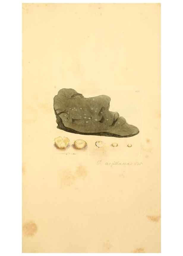 Reproducción/Reproduction 8230467356: Coloured figures of English fungi or mushrooms.. London,Printed by J. Davis,1797-[1809]
