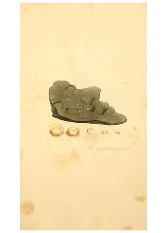 Reproducción/Reproduction 8230467356: Coloured figures of English fungi or mushrooms.. London,Printed by J. Davis,1797-[1809]