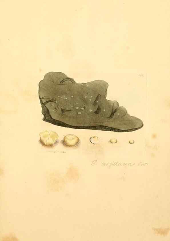 Reproducción/Reproduction 8230467356: Coloured figures of English fungi or mushrooms.. London,Printed by J. Davis,1797-[1809]